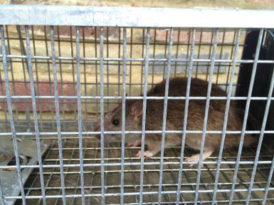 beaconsfield pest control rats, rodent exterminator