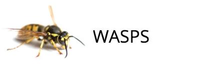 Pest wasp exterminator, south bucks, beaconsfield